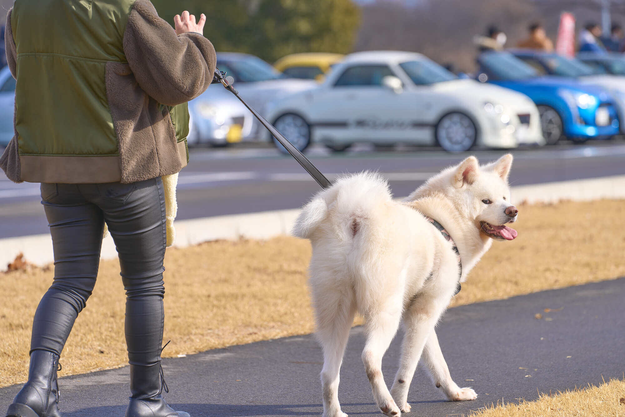大型犬に合った頑丈なリードで安全な散歩を楽しみましょう！